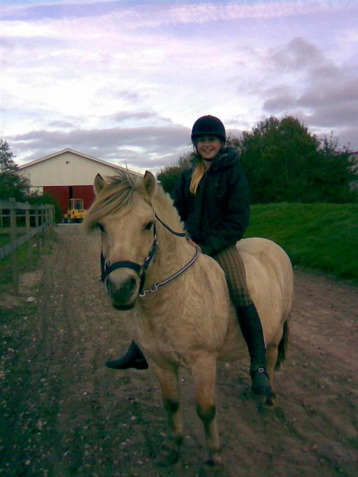 Fjordhest skipper - loden som rider på skipper op til folden(hun er også har inde.). foto: mig..  billede 6
