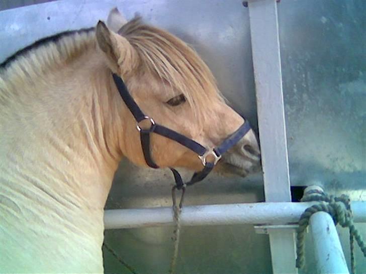 Fjordhest skipper - han er så finn.. foto: mig billede 7
