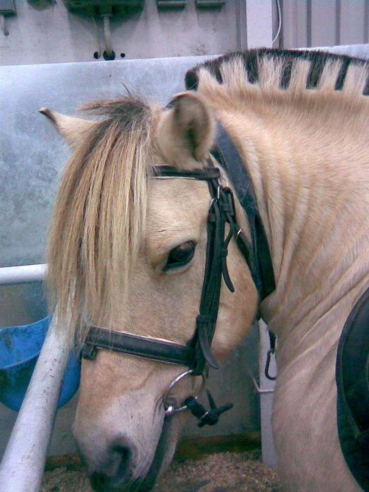 Fjordhest skipper - lige blevet klippet.. foto: mig.. billede 8