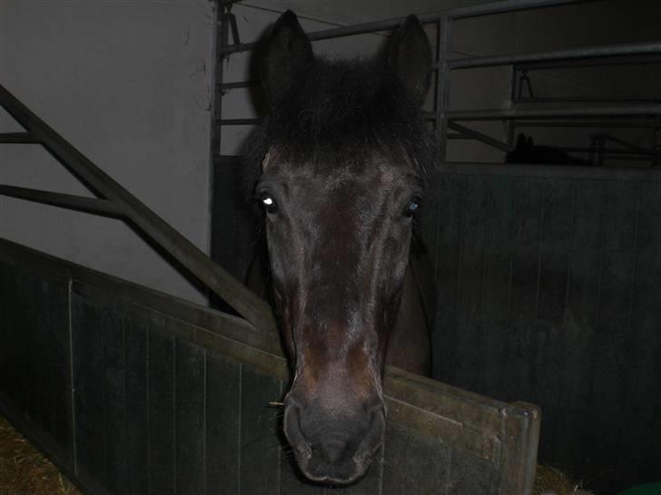 Anden særlig race Bobby - skateboarding, smoking weed, friends, sitting down, watching, learning, pretty girls... these are a few of the things that make life worth living - Freddie McClair <3  billede 1