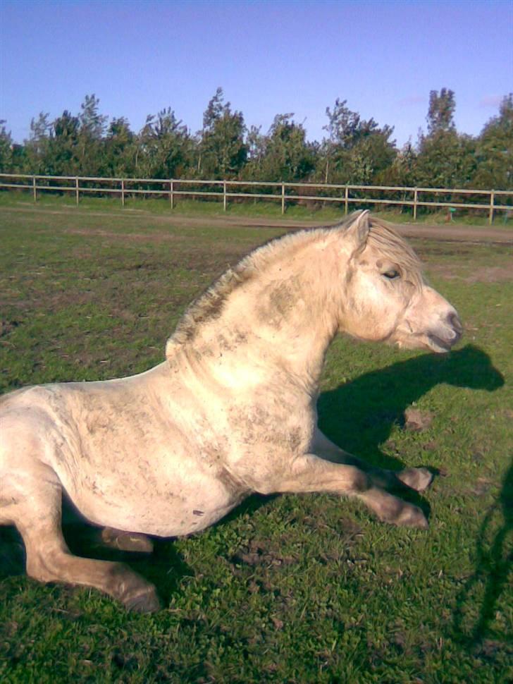 Fjordhest skipper - har lige rullet en tur.. hæh.. foto: mig.. (: billede 9