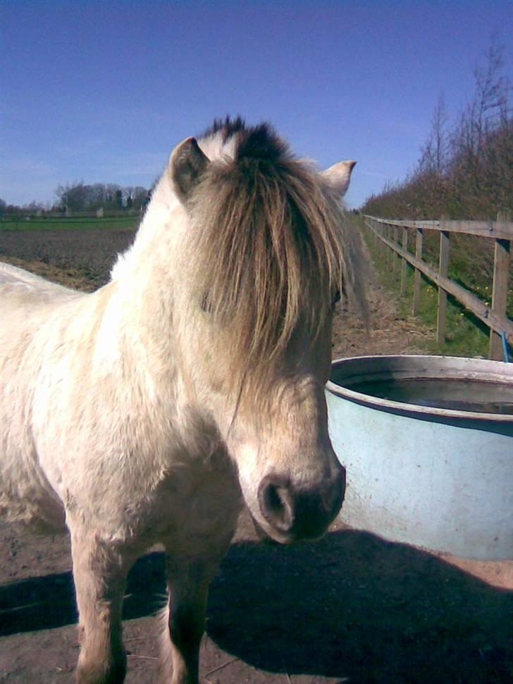 Fjordhest skipper - lige kommet på fold<3<3 foto: Malene A,, XD  billede 10