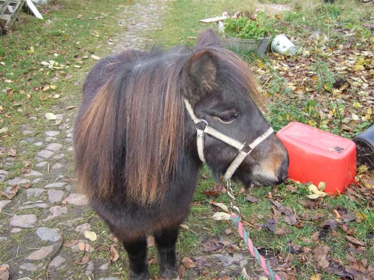 Shetlænder Molly *SOLGT* billede 1