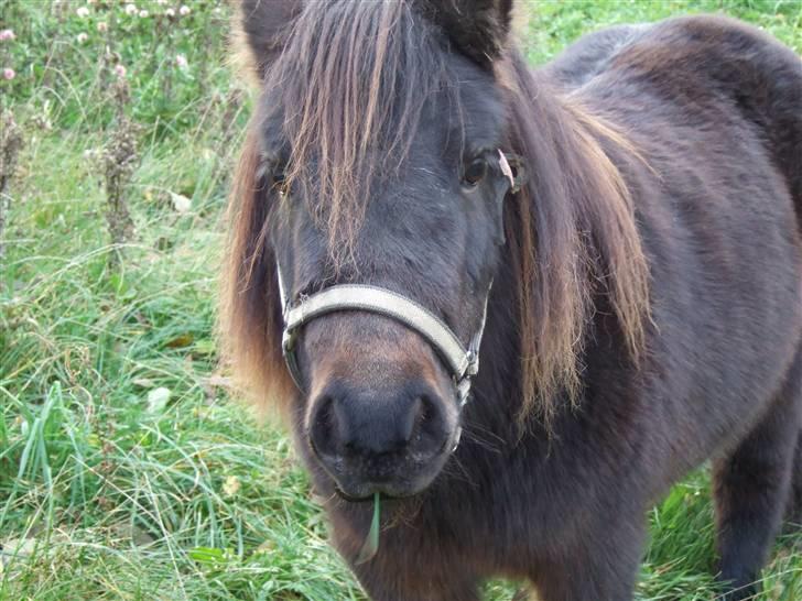 Shetlænder Molly *SOLGT* billede 2