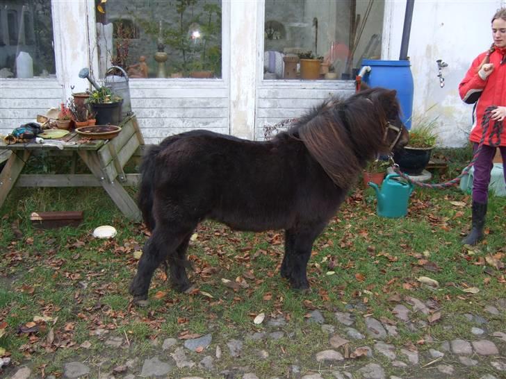 Shetlænder Molly *SOLGT* billede 3