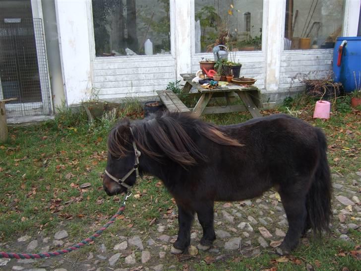 Shetlænder Molly *SOLGT* billede 4