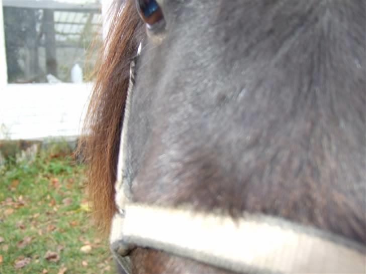 Shetlænder Molly *SOLGT* billede 6