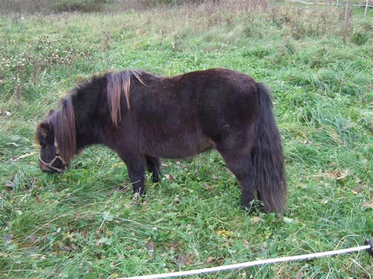 Shetlænder Molly *SOLGT* billede 7