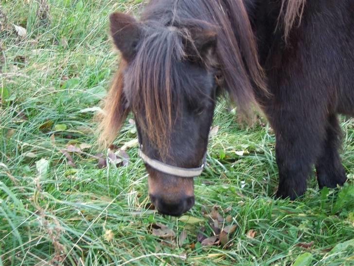 Shetlænder Molly *SOLGT* billede 8