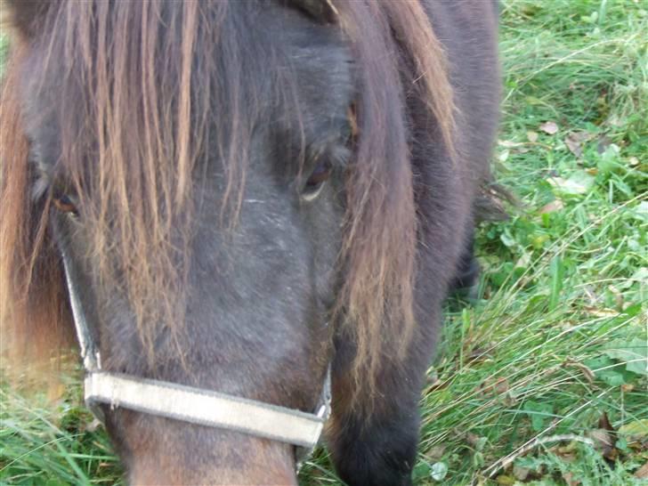 Shetlænder Molly *SOLGT* billede 9