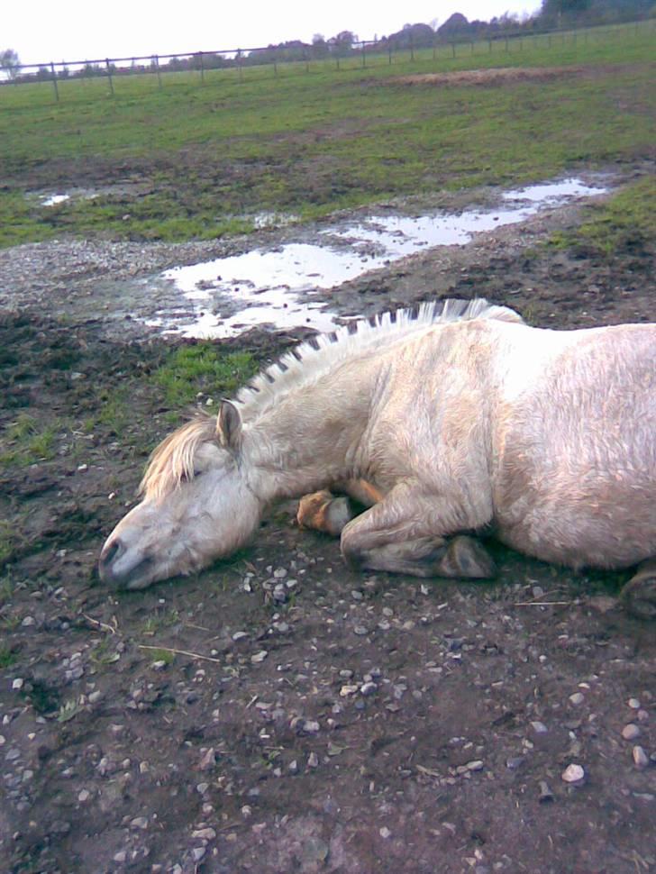 Fjordhest skipper - ruller..foto: mig.. billede 11