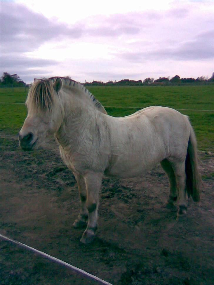 Fjordhest skipper - på fold.. foto: mig..  billede 12