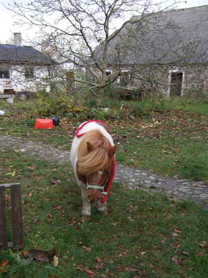 Shetlænder Viktor *SOLGT* billede 1