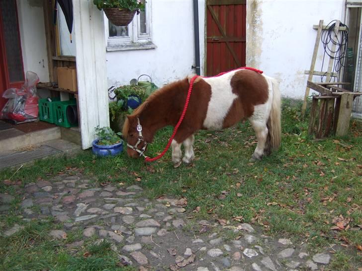 Shetlænder Viktor *SOLGT* billede 2