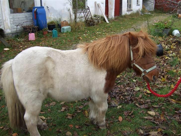 Shetlænder Viktor *SOLGT* billede 3