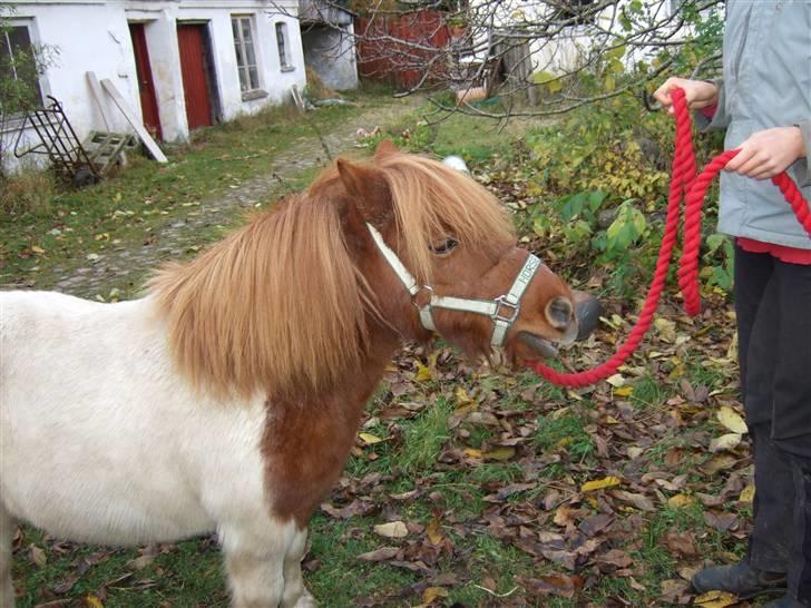 Shetlænder Viktor *SOLGT* billede 4