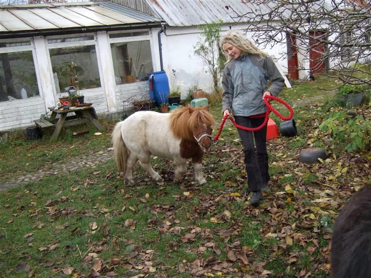 Shetlænder Viktor *SOLGT* billede 5