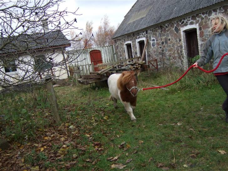 Shetlænder Viktor *SOLGT* billede 6