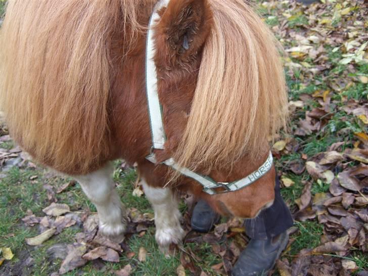 Shetlænder Viktor *SOLGT* billede 7