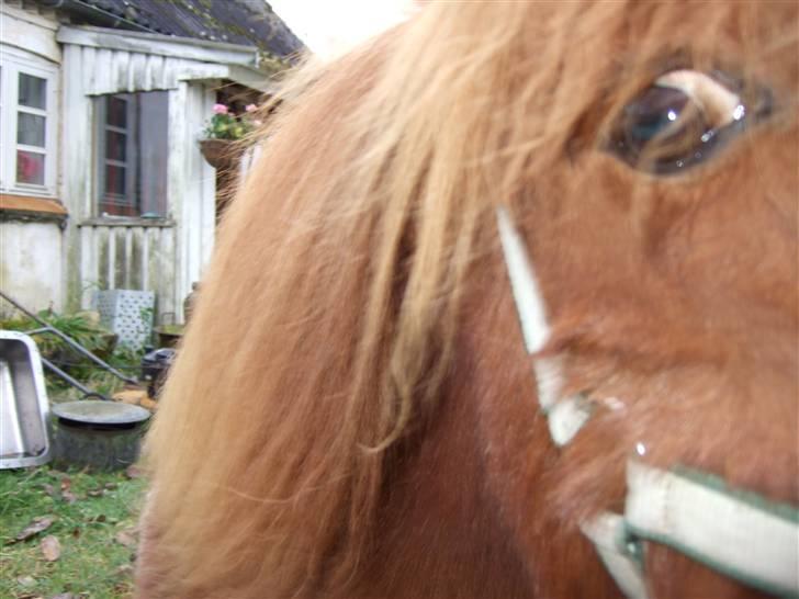 Shetlænder Viktor *SOLGT* billede 8