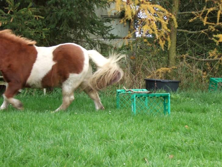 Shetlænder Viktor *SOLGT* billede 10