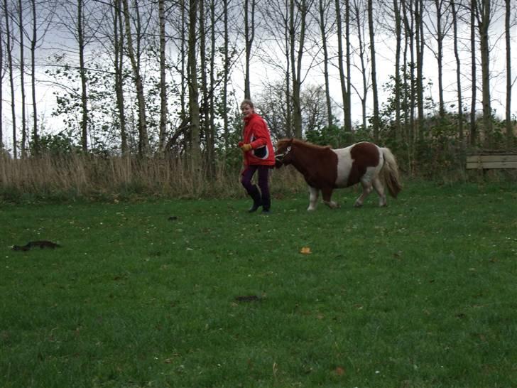 Shetlænder Viktor *SOLGT* billede 11