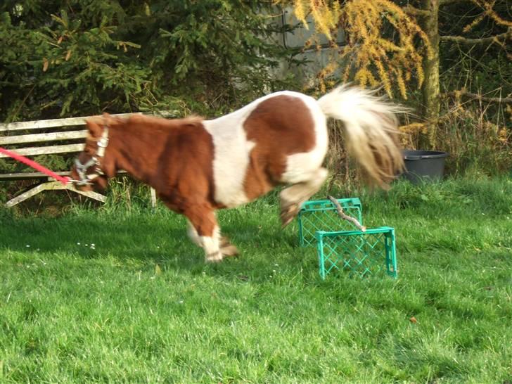 Shetlænder Viktor *SOLGT* billede 12