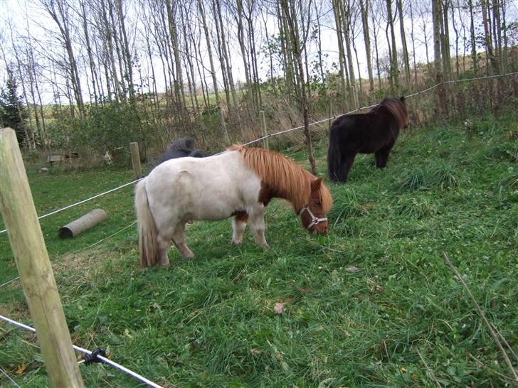 Shetlænder Viktor *SOLGT* billede 13