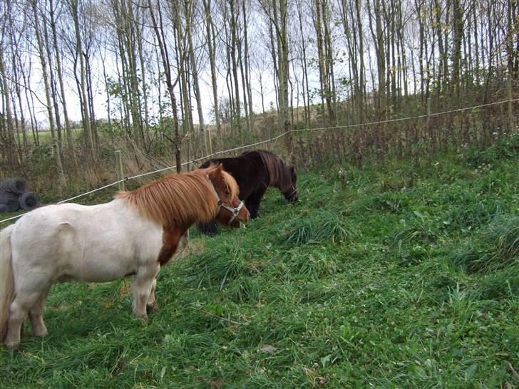 Shetlænder Viktor *SOLGT* billede 14