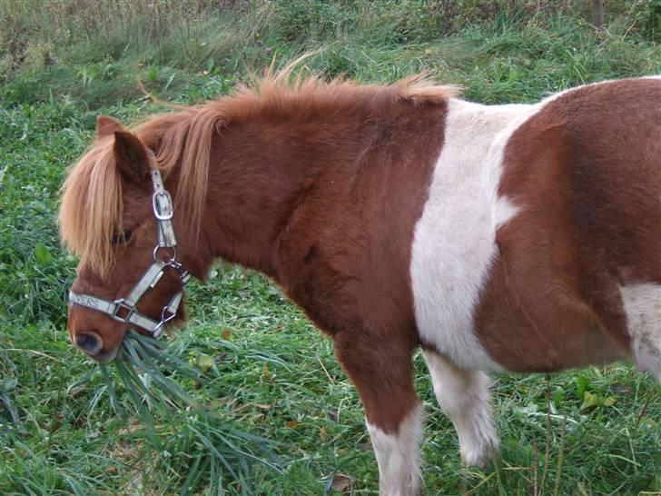 Shetlænder Viktor *SOLGT* billede 15