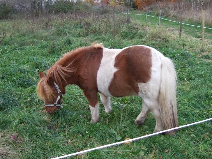 Shetlænder Viktor *SOLGT* billede 16