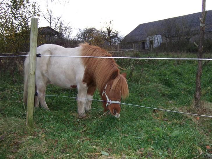 Shetlænder Viktor *SOLGT* billede 17