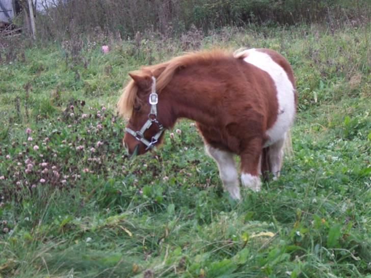 Shetlænder Viktor *SOLGT* billede 18