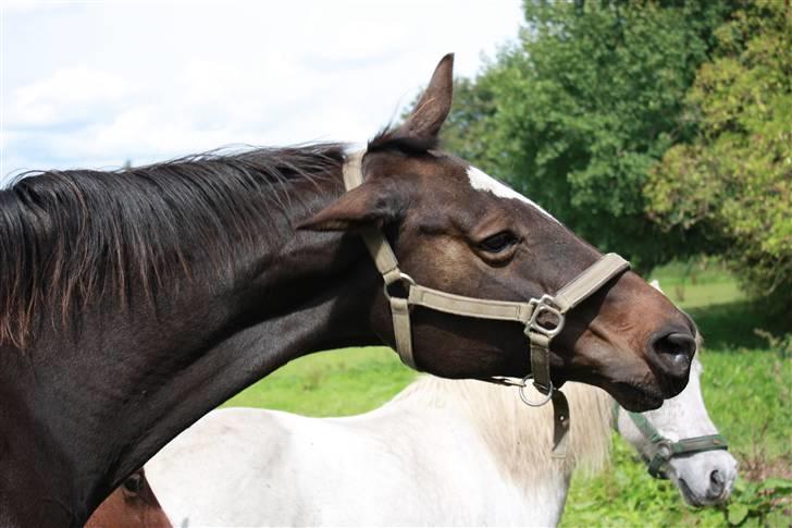 Dansk Varmblod Nicoline <3 - SOLGT - Tosse. d: D. 23/08-09. Foto: Lea Poulsen/Mig. billede 3