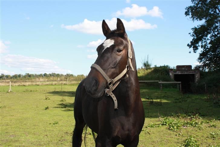 Dansk Varmblod Nicoline <3 - SOLGT - Hotte. :D Foto: Lea Poulsen/Mig. billede 5