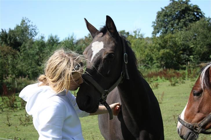 Dansk Varmblod Nicoline <3 - SOLGT - Jeg elsker dig! Foto: Lea Drastrup. billede 11