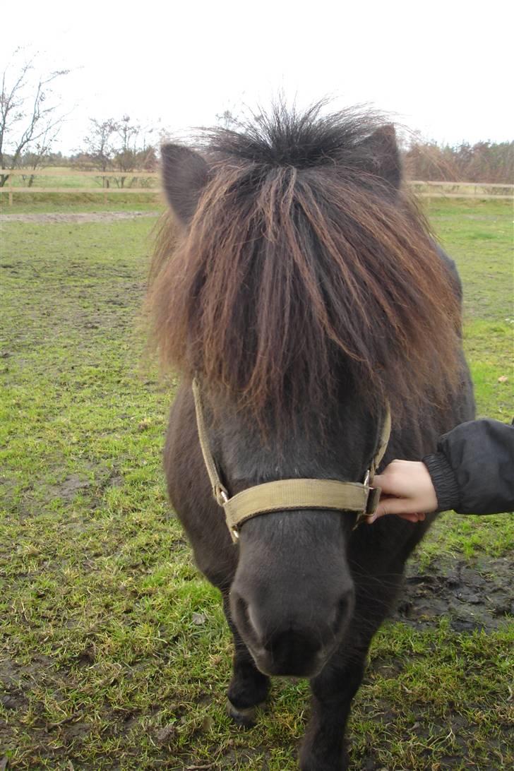 Shetlænder Dolly billede 12