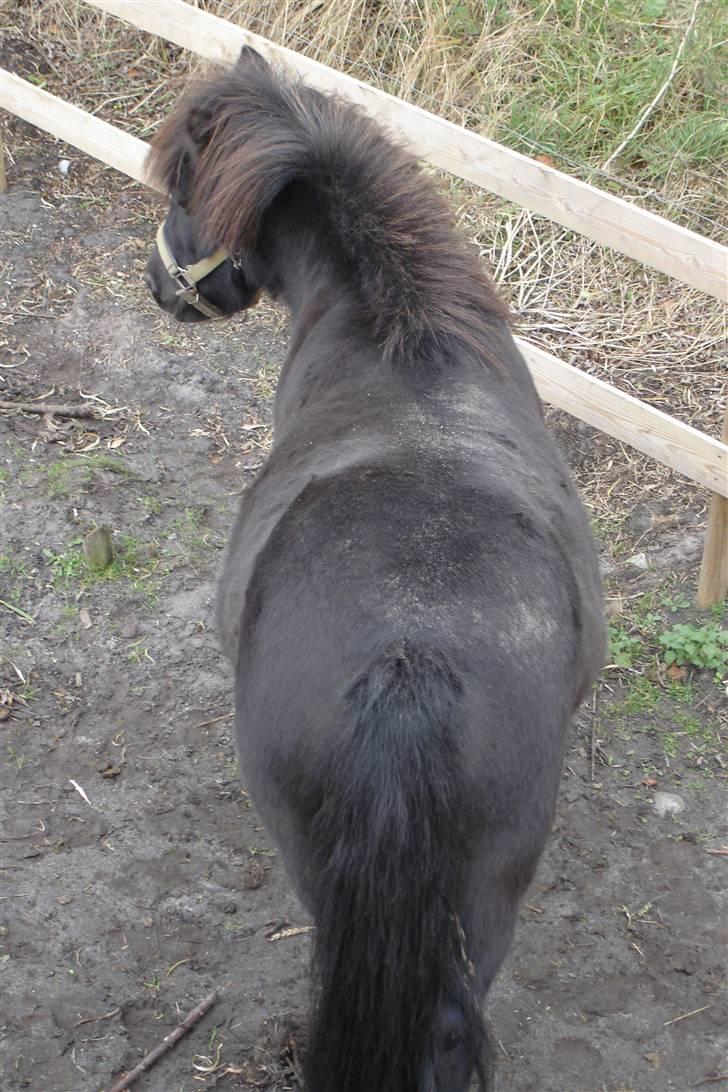 Shetlænder Dolly billede 13