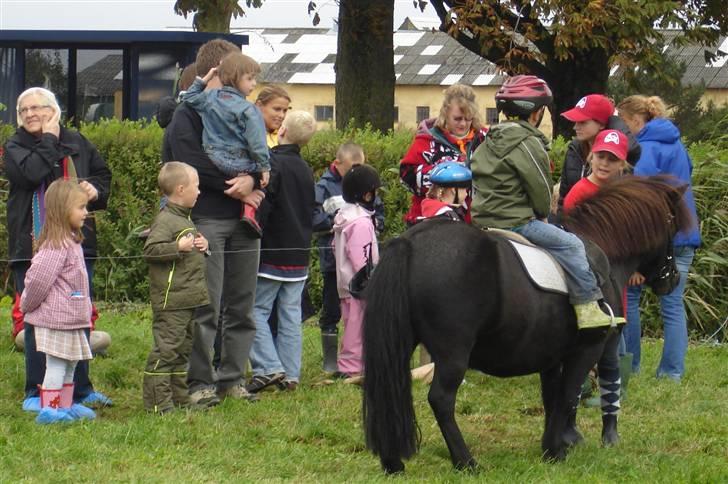 Shetlænder Dolly billede 14