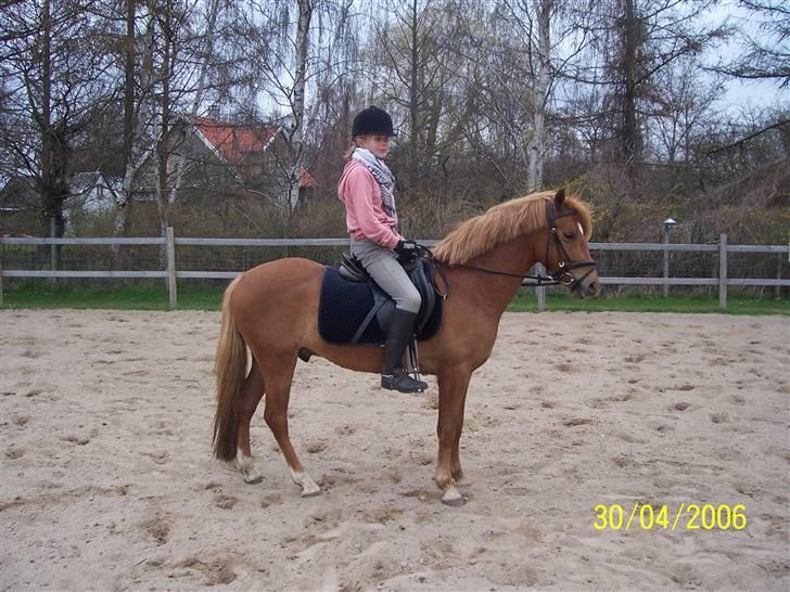 Anden særlig race  Fighter *SOLGT* - knap 2 år siden, den aller første gang jeg sad på ham billede 2