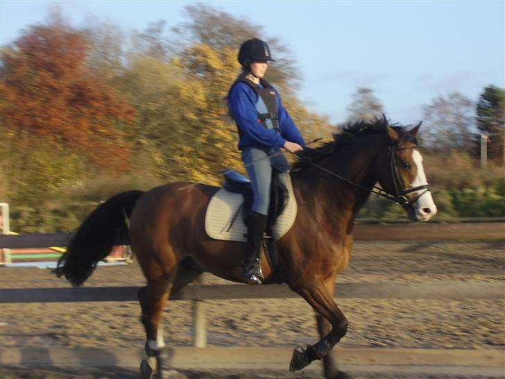 Hollandsk Varmblod Nelson R.I.P <3 - Trav.. Jeg er altså ikke særlig god ride :s Foto: Charlotte billede 17
