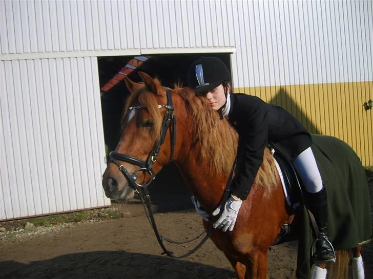 Anden særlig race  Fighter *SOLGT* - stævne billede 4