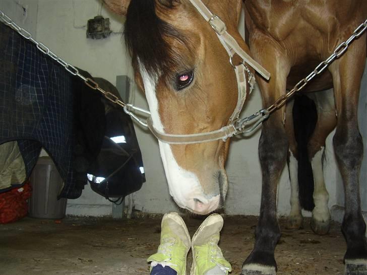 Hollandsk Varmblod Nelson R.I.P <3 - De lugter.. Men hvorfor? De ligner jo græs? Hmm? Foto: Mig billede 18