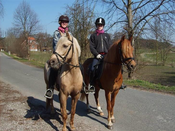 Anden særlig race  Fighter *SOLGT* - på min fødselsdag billede 5
