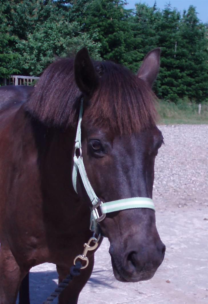 New Forest Cosmo spring pony - Velkommen til min smukke Cosmo´s Profil<3 Jeg håber i syntes godt om ham:-D  billede 2