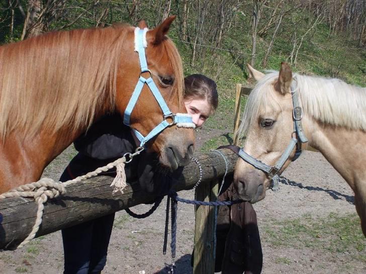 Anden særlig race  Fighter *SOLGT* - Fighter - mig - Golden.. knap 1 år siden. billede 7