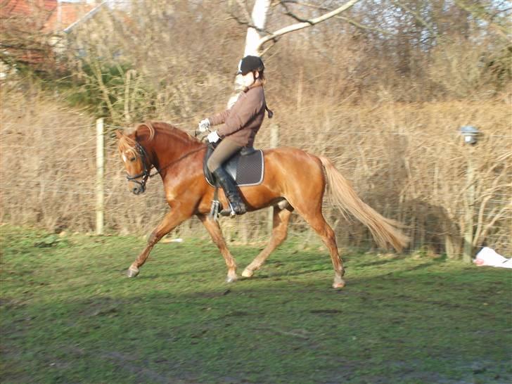 Anden særlig race  Fighter *SOLGT* - ved godt jeg ikke sidder særlig godt:s billede 9