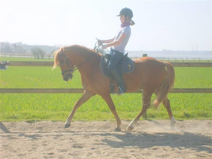 Anden særlig race  Fighter *SOLGT* - hvad sker der for opstillingen & hænderne? :D billede 11
