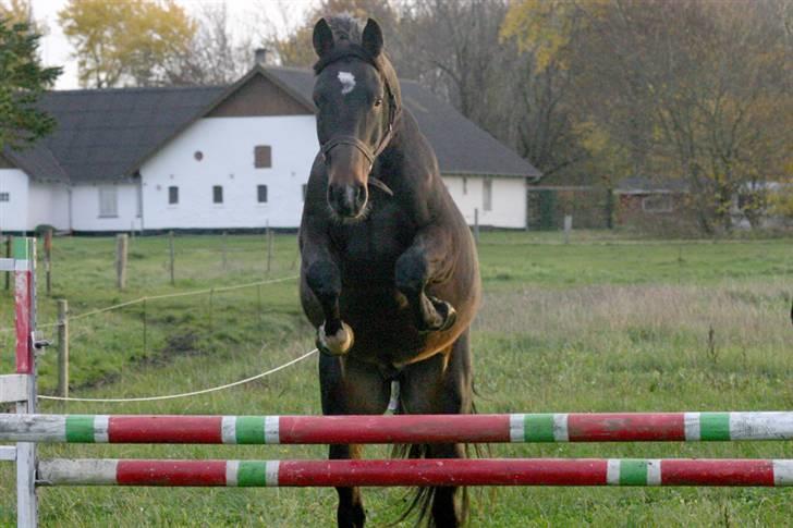 Dansk Varmblod Legolas (SOLGT) - Hesten kan rent faktisk hoppe :) billede 17