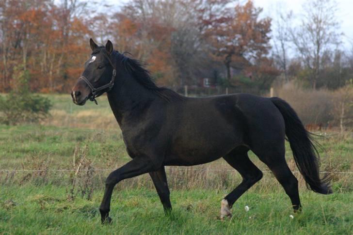 Dansk Varmblod Legolas (SOLGT) - Fine trav billede 18